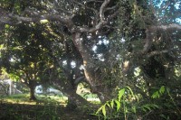 /album/brisas/a100-2708-jpg/