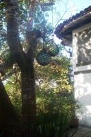 /album/brisas/a100-2713-jpg/